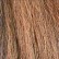 Chestnut color variant